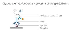 Proteintech Kit de ELISA para IgM humana de proteína N anti-SARS-CoV-2 Kit de ELISA con revestimiento | Buy Online | Proteintech&trade; | Fisher Scientific