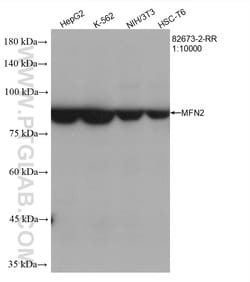 MFN2 Rabbit Recombinant Antibody, Proteintech Unconjugated; 20 &mu;L:Antibodies,