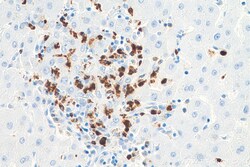MPO Rabbit Recombinant Antibody, Proteintech:Antibodies:Primary Antibodies