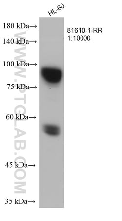 MPO Rabbit Recombinant Antibody, Proteintech:Antibodies:Primary Antibodies
