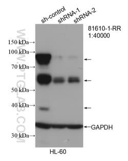 MPO Rabbit Recombinant Antibody, Proteintech