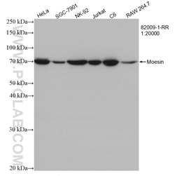 Moesin Rabbit Recombinant Antibody, Proteintech:Antibodies:Primary Antibodies