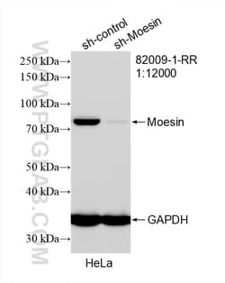 Moesin Rabbit Recombinant Antibody, Proteintech:Antibodies:Primary Antibodies