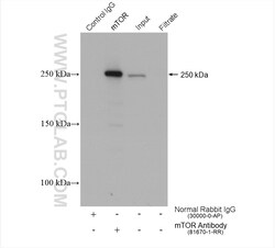 mTOR Rabbit Recombinant Antibody, Proteintech:Antibodies:Primary Antibodies