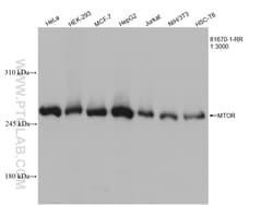 mTOR Rabbit Recombinant Antibody, Proteintech:Antibodies:Primary Antibodies