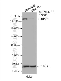 mTOR Rabbit Recombinant Antibody, Proteintech:Antibodies:Primary Antibodies