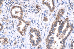 MX1 Rabbit Recombinant Antibody, Proteintech:Antibodies:Primary Antibodies