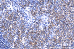 MX1 Rabbit Recombinant Antibody, Proteintech:Antibodies:Primary Antibodies