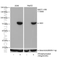 MX1 Rabbit Recombinant Antibody, Proteintech