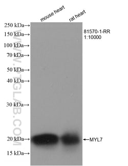 MYL7 Rabbit Recombinant Antibody, Proteintech