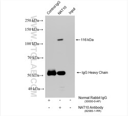 NAT10 Rabbit Recombinant Antibody, Proteintech:Antibodies:Primary Antibodies