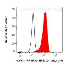 NRF2, NFE2L2 Rabbit Recombinant Antibody, Proteintech:Antikörper:Primärantikörper
