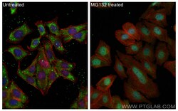 NRF2, NFE2L2 Rabbit Recombinant Antibody, Proteintech:Antikörper:Primärantikörper
