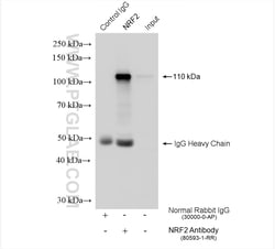 NRF2, NFE2L2 Rabbit Recombinant Antibody, Proteintech:Antikörper:Primärantikörper