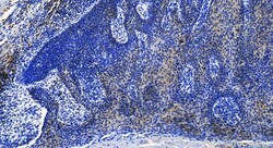 NRF2, NFE2L2 Rabbit Recombinant Antibody, Proteintech:Antikörper:Primärantikörper