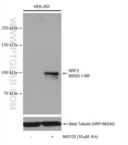 NRF2, NFE2L2 Rabbit Recombinant Antibody, Proteintech:Antikörper:Primärantikörper