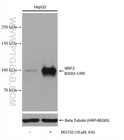 NRF2, NFE2L2 Rabbit Recombinant Antibody, Proteintech:Antikörper:Primärantikörper