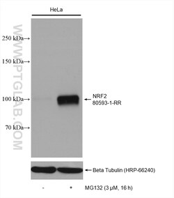NRF2, NFE2L2 Rabbit Recombinant Antibody, Proteintech:Antikörper:Primärantikörper