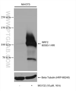 NRF2, NFE2L2 Rabbit Recombinant Antibody, Proteintech