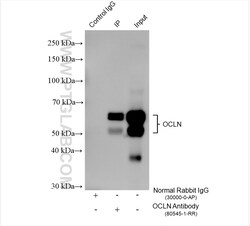 Occludin Rabbit Recombinant Antibody, Proteintech:Antibodies:Primary Antibodies
