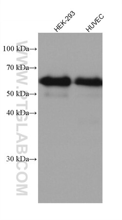 Occludin Rabbit Recombinant Antibody, Proteintech:Antibodies:Primary Antibodies