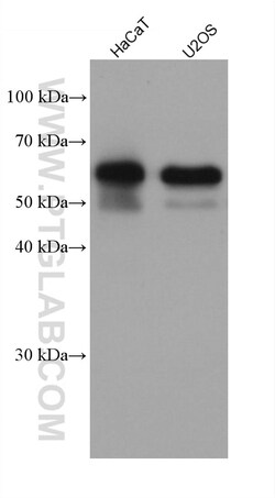 Occludin Rabbit Recombinant Antibody, Proteintech:Antibodies:Primary Antibodies