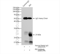P21 Rabbit Recombinant Antibody, Proteintech:Antibodies:Primary Antibodies