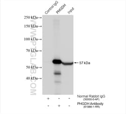 PHGDH Rabbit Recombinant Antibody, Proteintech:Antibodies:Primary Antibodies