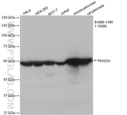 PHGDH Rabbit Recombinant Antibody, Proteintech:Antibodies:Primary Antibodies