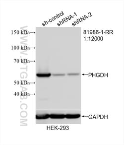 PHGDH Rabbit Recombinant Antibody, Proteintech:Antibodies:Primary Antibodies