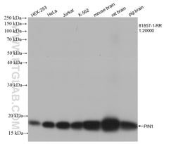 PIN1 Rabbit Recombinant Antibody, Proteintech 100 &mu;L | Buy Online | Proteintech | Fisher Scientific