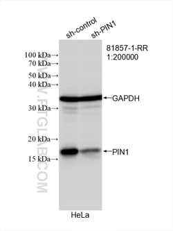 PIN1 Rabbit Recombinant Antibody, Proteintech 100 &mu;L | Buy Online | Proteintech | Fisher Scientific
