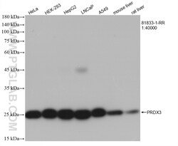 PRDX3 Rabbit Recombinant Antibody, Proteintech:Antibodies:Primary Antibodies