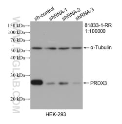 PRDX3 Rabbit Recombinant Antibody, Proteintech:Antibodies:Primary Antibodies