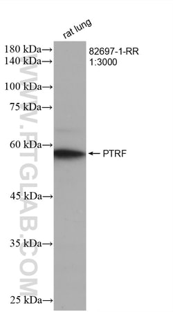 PTRF Rabbit Recombinant Antibody, Proteintech