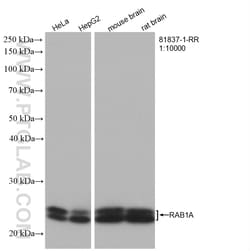 RAB1A Rabbit Recombinant Antibody, Proteintech