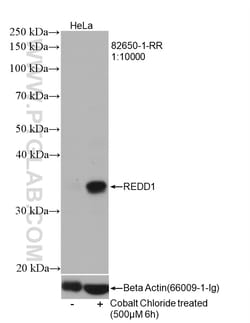 REDD1 Rabbit Recombinant Antibody, Proteintech Unconjugated; 20 &mu;L:Antikörper