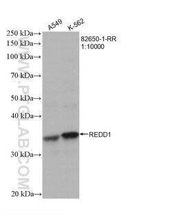 REDD1 Rabbit Recombinant Antibody, Proteintech Unconjugated; 20 &mu;L:Antikörper