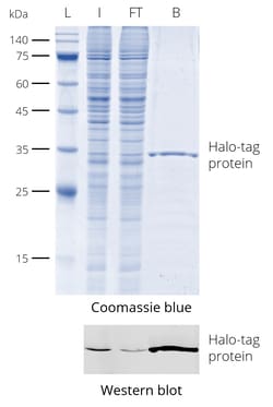 Proteintech ChromoTek Halo-Trap Magnetic Particles M-270 Kit 20 Reactions | Buy Online | Proteintech | Fisher Scientific