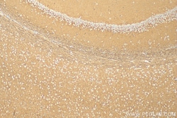 SEPT4 Rabbit Recombinant Antibody, Proteintech:Antibodies:Primary Antibodies