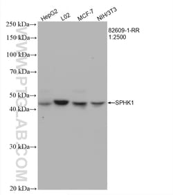 SPHK1 Rabbit Recombinant Antibody, Proteintech:Antibodies:Primary Antibodies