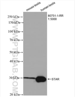 STAR Rabbit Recombinant Antibody, Proteintech:Antibodies:Primary Antibodies