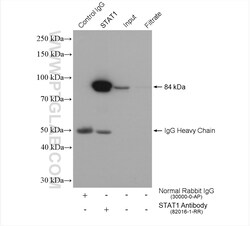 STAT1 Rabbit Recombinant Antibody, Proteintech:Antibodies:Primary Antibodies