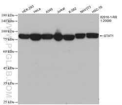 STAT1 Rabbit Recombinant Antibody, Proteintech:Antibodies:Primary Antibodies