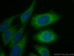STX17 Rabbit Recombinant Antibody, Proteintech Unconjugated; 100 &mu;L:Antibodies,