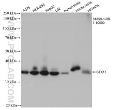 STX17 Rabbit Recombinant Antibody, Proteintech Unconjugated; 100 &mu;L:Antibodies,