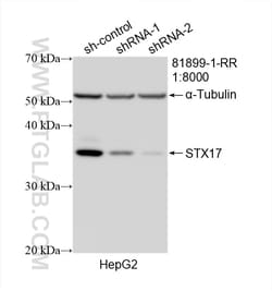 STX17 Rabbit Recombinant Antibody, Proteintech Unconjugated; 100 &mu;L:Antibodies,