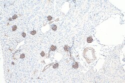 SYNPO Rabbit Recombinant Antibody, Proteintech:Antibodies:Primary Antibodies