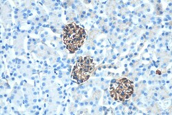 SYNPO Rabbit Recombinant Antibody, Proteintech:Antibodies:Primary Antibodies