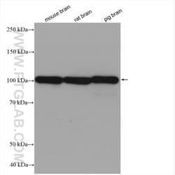 SYNPO Rabbit Recombinant Antibody, Proteintech